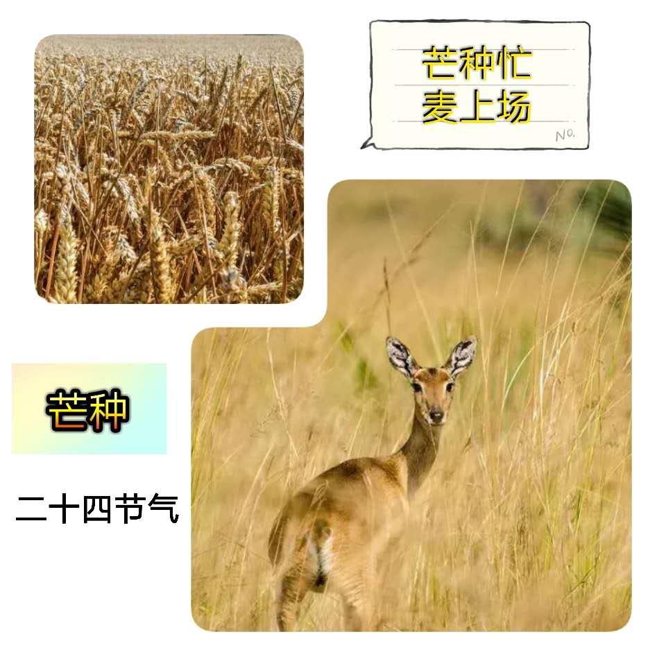 芒種 | 持之以恒的辛勞，才會(huì)取得豐收的喜悅